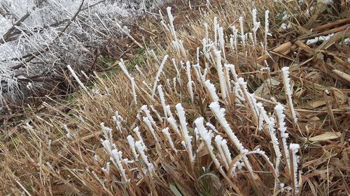 High angle view of dry plants on land