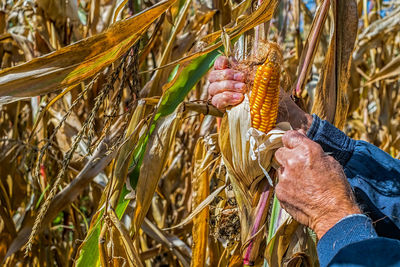 Cropped hands of male farmer harvesting corn at farm