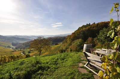 Trees on field against sky
