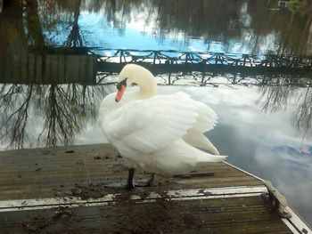 Bird perching in water