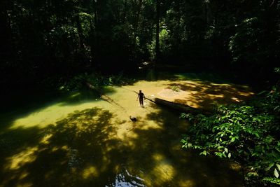 Scenic view of river amidst trees in forest