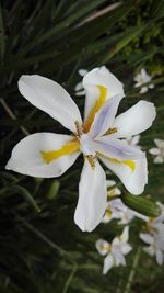 Close-up of white flower blooming outdoors