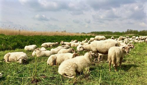 A herd of relaxing sheep