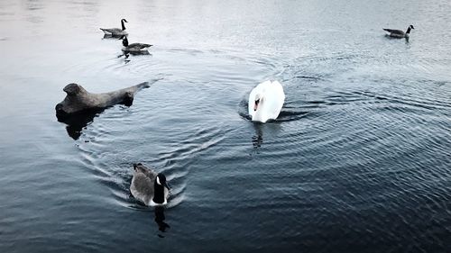 High angle view of swans swimming in lake