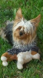 High angle view of dog on field