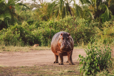 Hippo on a field