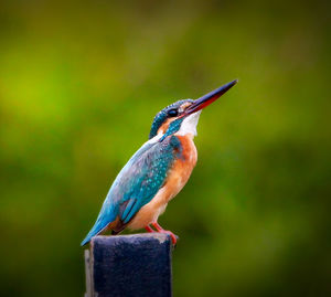 Close-up of bird perching on wooden post