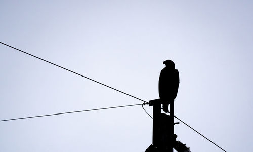 Low angle view of silhouette bird perching on cable against clear sky