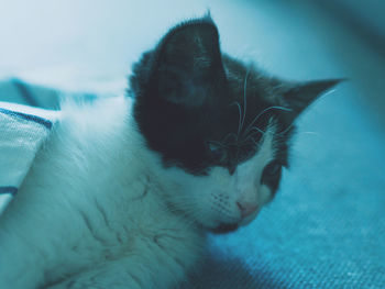 Close-up of cat sleeping