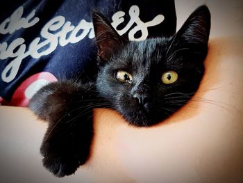 Close-up portrait of black cat