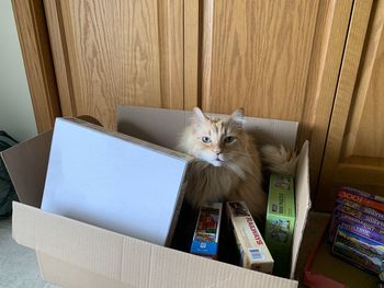 Portrait of cat in box