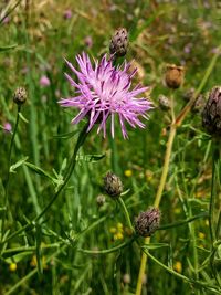 Close-up of honey bee on thistle