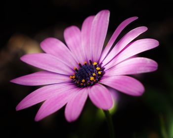 Close-up of pink flower