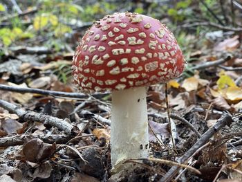 Close-up of fly agaric mushroom on field