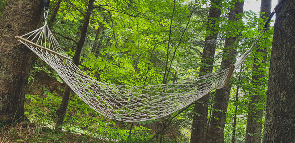 View of trees in forest