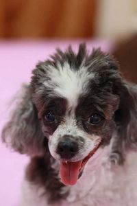 Close-up portrait of puppy