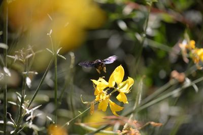 Close-up of insect on yellow flower