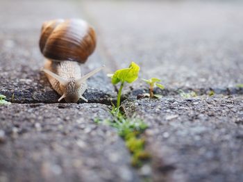 Close-up of snail on road