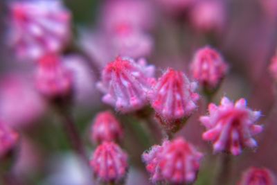 Close-up of pink flowers blooming outdoors