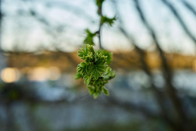 Close-up of green plant against blurred background