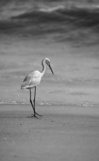 Bird in water against sky