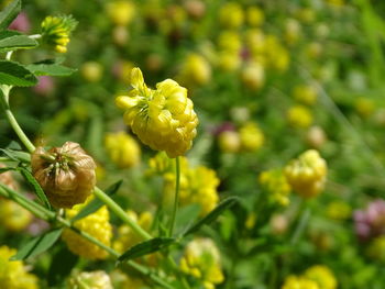 Close-up of yellow flowering plant