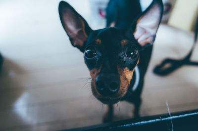 Close-up portrait of black dog