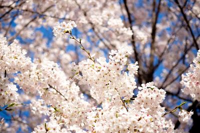 Close-up of white cherry blossom tree