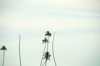 Low angle view of coconut palm trees against sky