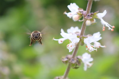 Close-up of bee pollinating on flower