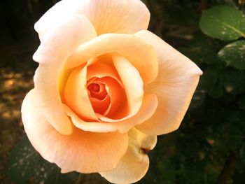 Close-up of rose