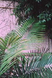 Close-up of fern leaves
