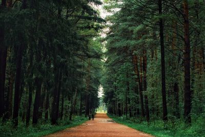 Pathway along trees in the forest