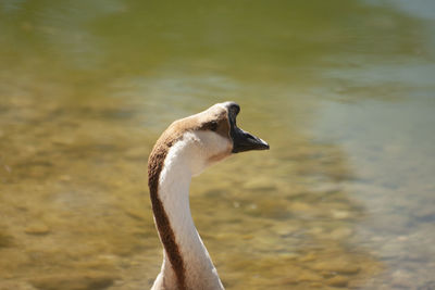 Close-up of a bird