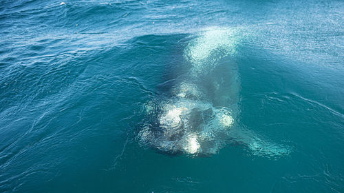 High angle view of turtle swimming in sea