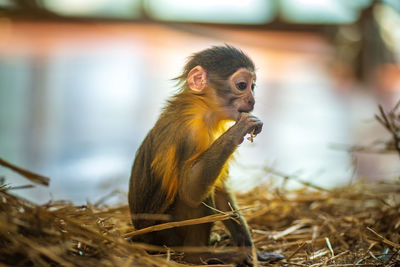 Close-up of monkey sitting on rock