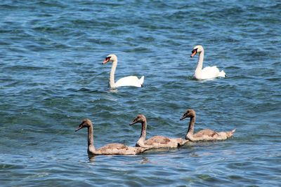 Swans swimming in lake