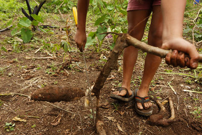 Manioc plucking in shuar village, amazon rainforest