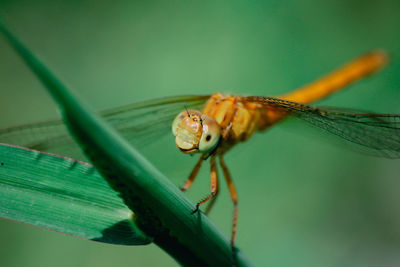 Close-up of dragonfly on leaf