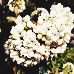 Close-up of white flowering plant