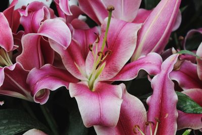 Close-up of pink flowering plants