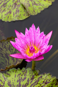 Close-up of pink lotus water lily in pond