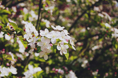 White flowers blooming in park