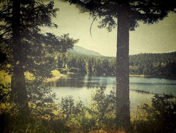 Scenic view of lake in forest