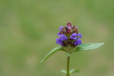 Close-up of purple flowers