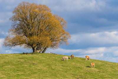 Cows grazing in a field