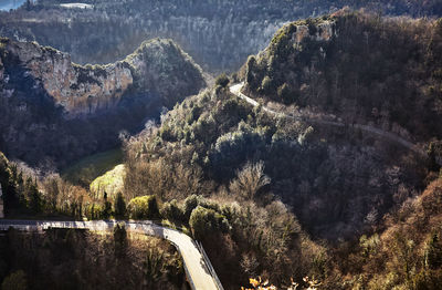 Panoramic view of trees in forest