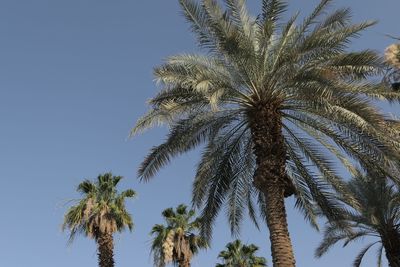 Low angle view of palm trees against clear sky