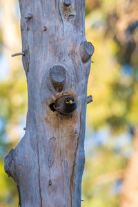 Close-up of insect on tree trunk