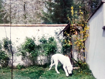 White dog in a lawn